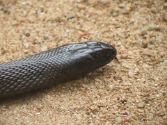 Oxyuranus microlepidotus