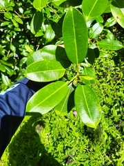 Sapium laurocerasus
