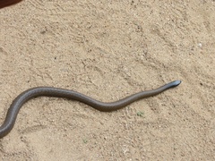 Oxyuranus microlepidotus