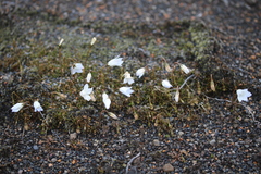 Wahlenbergia pygmaea