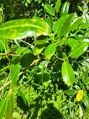 Sapium laurocerasus