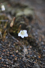 Wahlenbergia pygmaea
