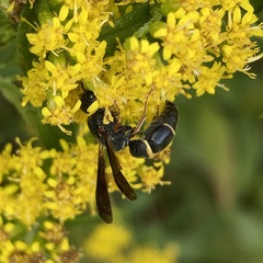 Parancistrocerus histrio