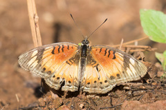 Junonia sophia