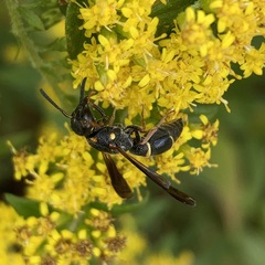 Parancistrocerus histrio