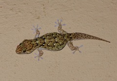 Chondrodactylus turneri