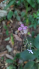 Pachystachys dubiosa