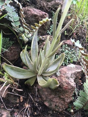 Echeveria bifida