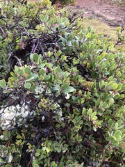 Arctostaphylos
