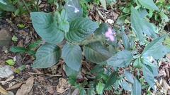 Pachystachys dubiosa