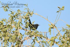 Cercotrichas podobe