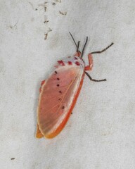 Trosia nigropunctigera