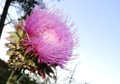 Paramantispa decorata