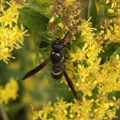 Parancistrocerus histrio