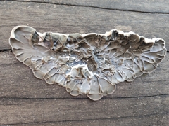 Auricularia mesenterica