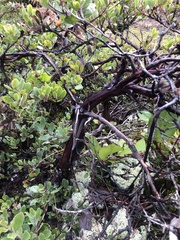 Arctostaphylos