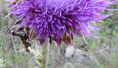 Paramantispa decorata