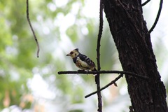 Trachyphonus vaillantii