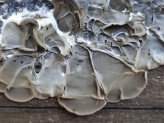 Auricularia mesenterica