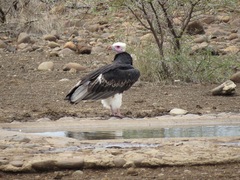 Trigonoceps occipitalis