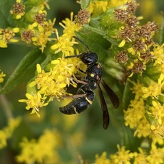 Parancistrocerus histrio