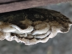 Auricularia mesenterica