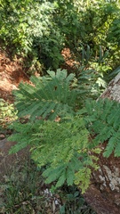 Parapiptadenia rigida