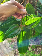 Miconia sintenisii