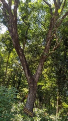 Parapiptadenia rigida