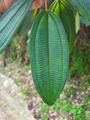 Miconia sintenisii