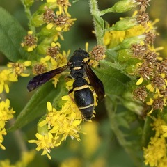 Parancistrocerus histrio