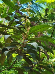 Miconia sintenisii