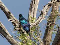 Lamprotornis australis