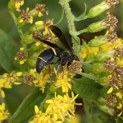 Parancistrocerus histrio