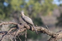 Corythaixoides concolor