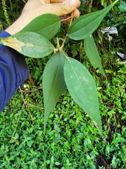 Miconia urbanii