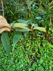 Miconia urbanii