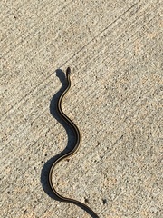 Thamnophis butleri