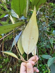 Miconia urbanii