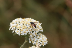 Eriothrix rufomaculata