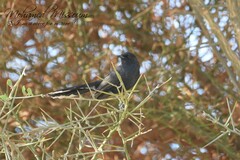 Cercotrichas podobe
