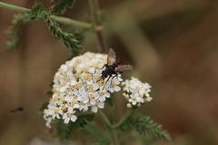 Eriothrix rufomaculata