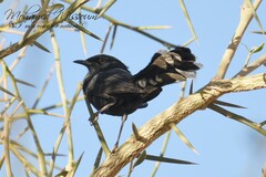 Cercotrichas podobe