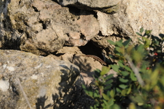 Phoenicolacerta troodica