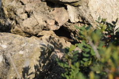 Phoenicolacerta troodica