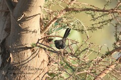 Cercotrichas podobe