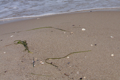 Zostera