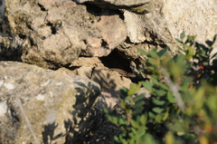 Phoenicolacerta troodica