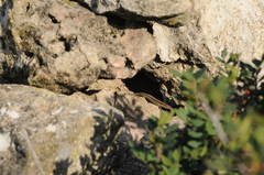 Phoenicolacerta troodica