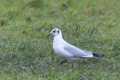 Chroicocephalus ridibundus